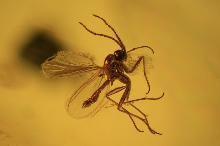 Fossil Fly (Diptera) In Baltic Amber #69297